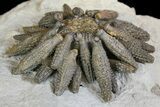 Jurassic Club Urchin (Caenocidaris) - Boulmane, Morocco #139008-2